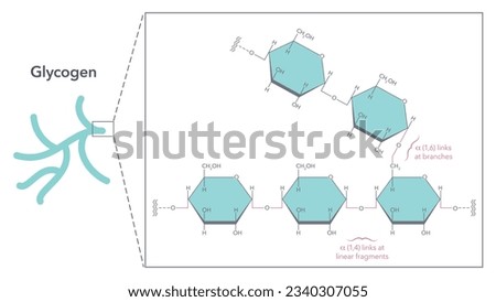 Glycogen Structure and Linkages biochemistry vector illustration diagram