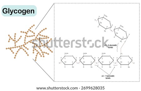 Glycogen Structure and Linkages biochemistry vector illustration diagram