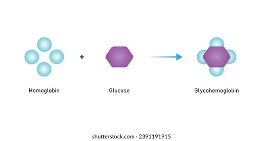 Diseño científico de la formación de glicohemoglobina. Ilustración vectorial.	