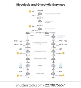 Glycolysis biochemistry science vector illustration diagram