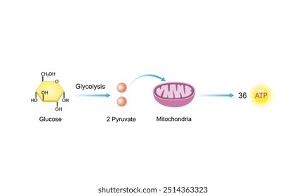 Glicólise .Respiração Celular. Mitocôndrias. Ilustração científica de vetor