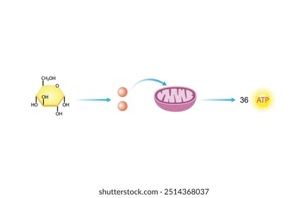 Glicólise .Respiração Celular. Mitocôndrias. Ilustração científica de vetor