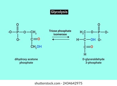 La glucólisis es el primer paso en la descomposición de la glucosa para extraer energía para el metabolismo celular