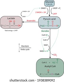 Glycolysis Metabolic Pathway Adenosine Triphosphate