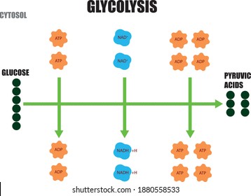 Glycolysis Is The Metabolic Pathway That Converts Glucose Into Pyruvic Acids