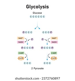 Glycolysis Pathway Scientific Design. Vector Illustration.