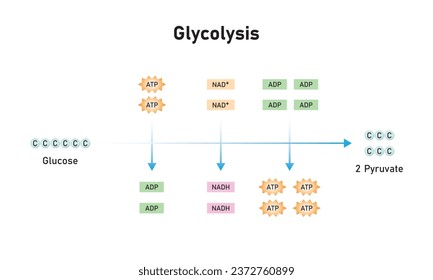 Glycolysis Pathway Scientific Design. Vector Illustration.