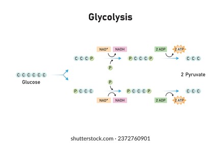 Glycolysis Pathway Scientific Design. Vector Illustration.