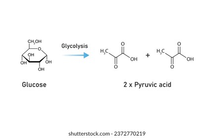 Glycolysis Pathway Scientific Design. Vector Illustration.