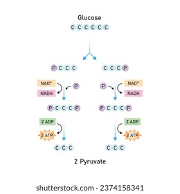 Glycolysis Pathway Scientific Design. Vector Illustration.