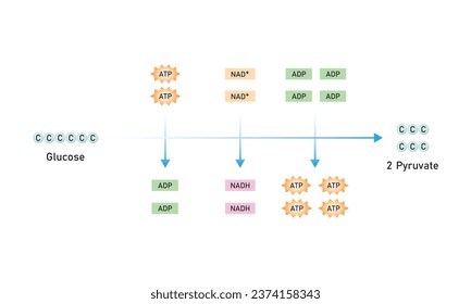 Glycolysis Pathway Scientific Design. Vector Illustration.