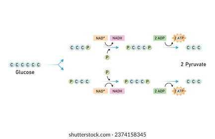 Glycolysis Pathway Scientific Design. Vector Illustration.