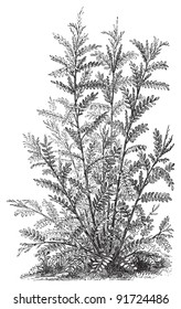 Glycyrrhiza Glabra (Medicinal plant) - Vintage illustration from Meyers Konversations-Lexikon 1897