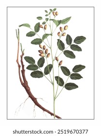 Glycyrrhiza inflata, handbemalte Blumen- und Pflanzenmalerei, handbemalte Kräutermalerei, Naturkräuter.