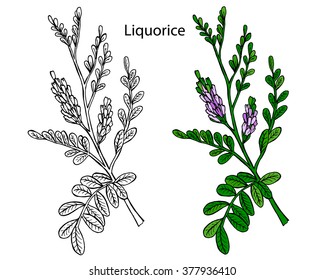 Glycyrrhiza. Liquorice. Glycyrrhiza glabra. Vector