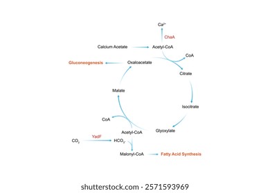 Glyoxylate Cycle Science Design. Vector Illustration.