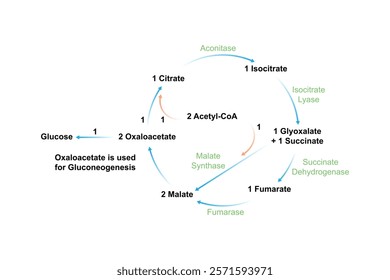 Glyoxylate Cycle Science Design. Vector Illustration.