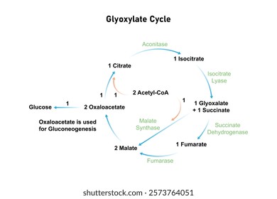 Glyoxylate Cycle Science Design. Vector Illustration.