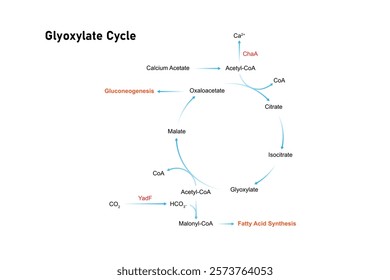 Glyoxylate Cycle Science Design. Vector Illustration.