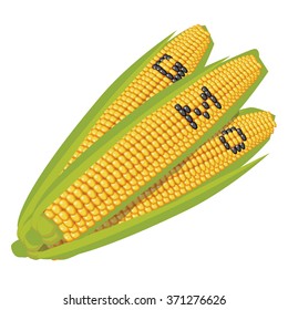 GMO corn. Royalty free vector illustration.