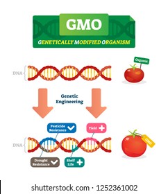 GMO vector illustration. Organic and modified agricultural plants scheme. Compared healthy natural tomato with scientific changed pesticide and drought resistance, yield and shelf life characteristics