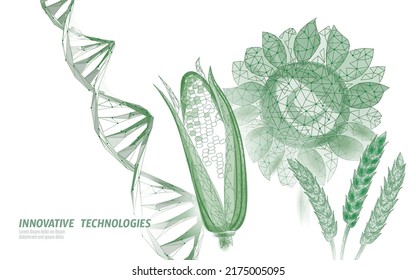 GMO wheat gene modified plant. Corn sunflower biology genetics engineering innovation organic eco food technology 3D render banner vector illustration