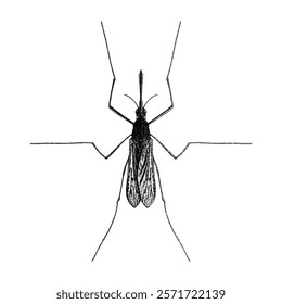 Gnat hand drawing vector isolated on white background.