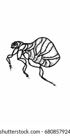Gnat icon