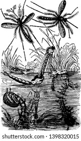 Gnats Emerging which is a major insect pests of greenhouse crops vintage line drawing or engraving illustration.