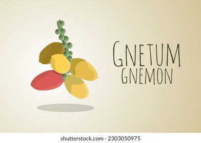 Gnetum gnemon or melinjo vector illustration