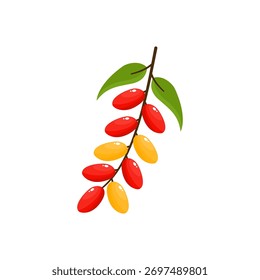 Gnetum Gnemon Pflanze Vektorgrafik mit frischen grünen Blättern, auch bekannt als Melinjo Baum