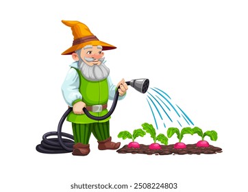 Caractere anão Gnome regando as colheitas. Isolado vetor de desenho animado elfo jardineiro personagem tende a vegetais, alegremente regando o jardim com uma mangueira, criando cena mágica de cultivo encantador