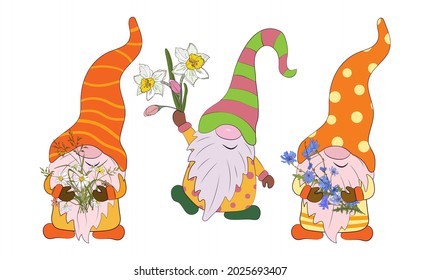 The gnomes are holding a bouquet of daisies, daffodils and chicory. Vector illustration