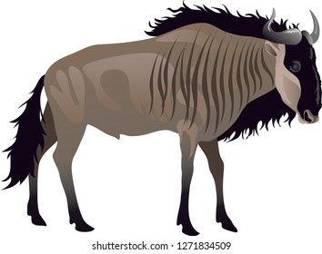 Gnu Wildebeest, African Wild Life Animal - Vector Illustration