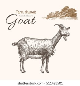 Goat 2. Animal husbandry. Goat and landscape vector illustrations.