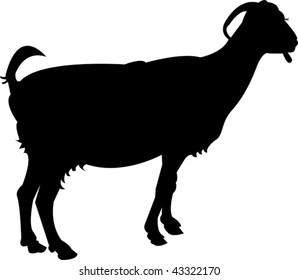 goat