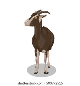 goat