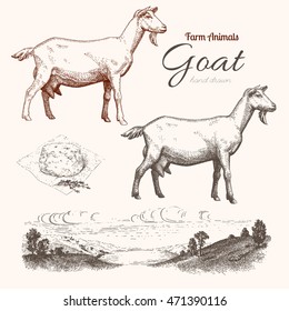 Goat. Animal husbandry. Goat, goat chease and countryside in graphic style. Set of vector scetches.