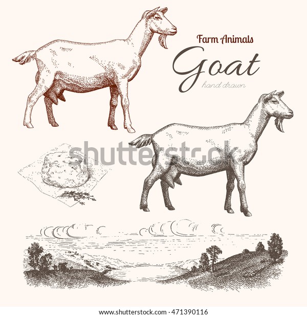 Goat. Animal husbandry.\
Goat, goat chease and countryside in graphic style. Set of vector\
scetches.