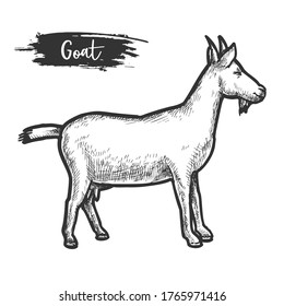 Goat animal sketch or hand drawn lamb. Vintage vector illustration of livestock or engraved domestic horned cattle. Rural black and white animal with hoof and horn. Zoology and biology, husbandry,farm
