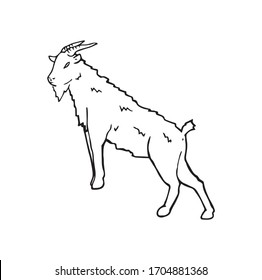 Goat animal standing on his feet, hand drawn simple illustration. Creature with horns pen drawn outline image. Horned farm mammal, profile positioned drawing symbol. Capricorn horoscope logo sign.