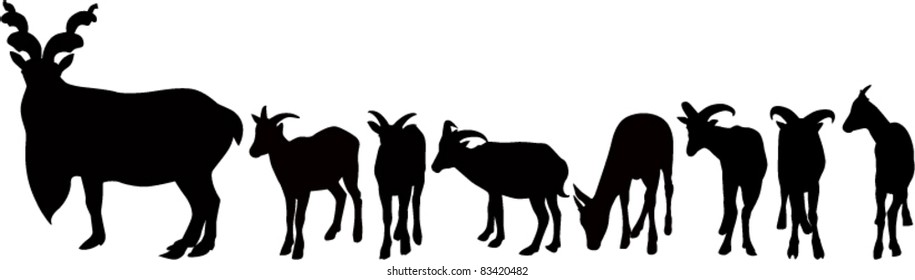 Goat  animals isolated white background 