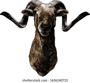 goat with big horns muzzle full face, sketch vector graphics color illustration on white background