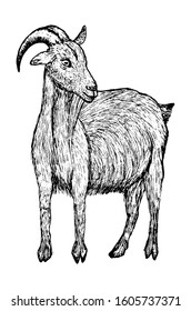 Goat black sketch in line style isolated on white background stock vector illustration for design and decor, logos, business cards, prints.