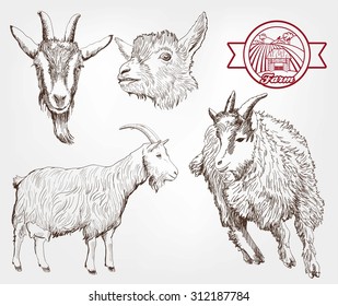 goat breeding. set of sketches made by hand