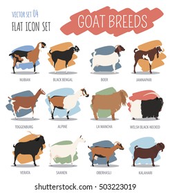 Goat breeds icon set. Animal farming. Flat design. Vector illustration
