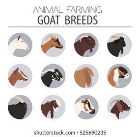 Goat breeds icon set. Animal farming. Flat design. Vector illustration