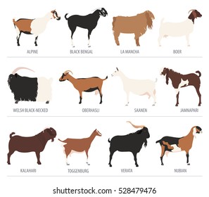 Goat breeds icon set. Animal farming. Flat design. Vector illustration