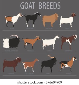 Goat breeds icon set. Animal farming. Flat design. Vector illustration