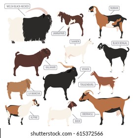 Goat breeds icon set. Animal farming. Flat design. Vector illustration